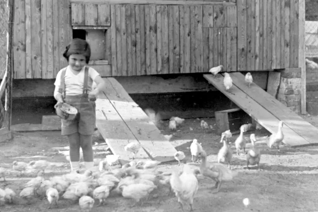 Michal Maud Beer feeding chickens