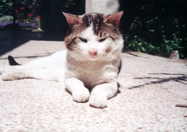 Matilda Cerge's cat Kica