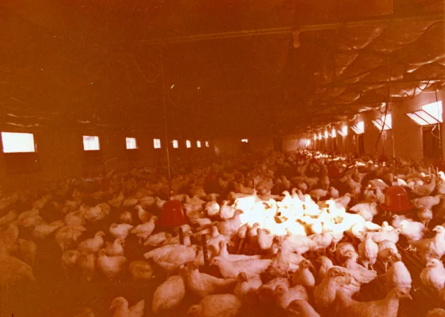 Güler Orgun's poultry farm in Polonezköy